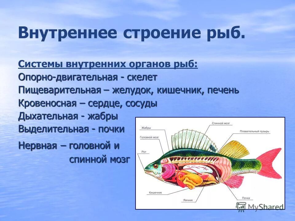 Урок класс рыбы 7 класс. Пищеварительная система рыб 7 класс биология таблица. Биология пищеварительная система внутреннего строения рыб. Систем внутреннего строения органов у рыб характеристика. Внешнее строение рыб, система органов, особенности строения.