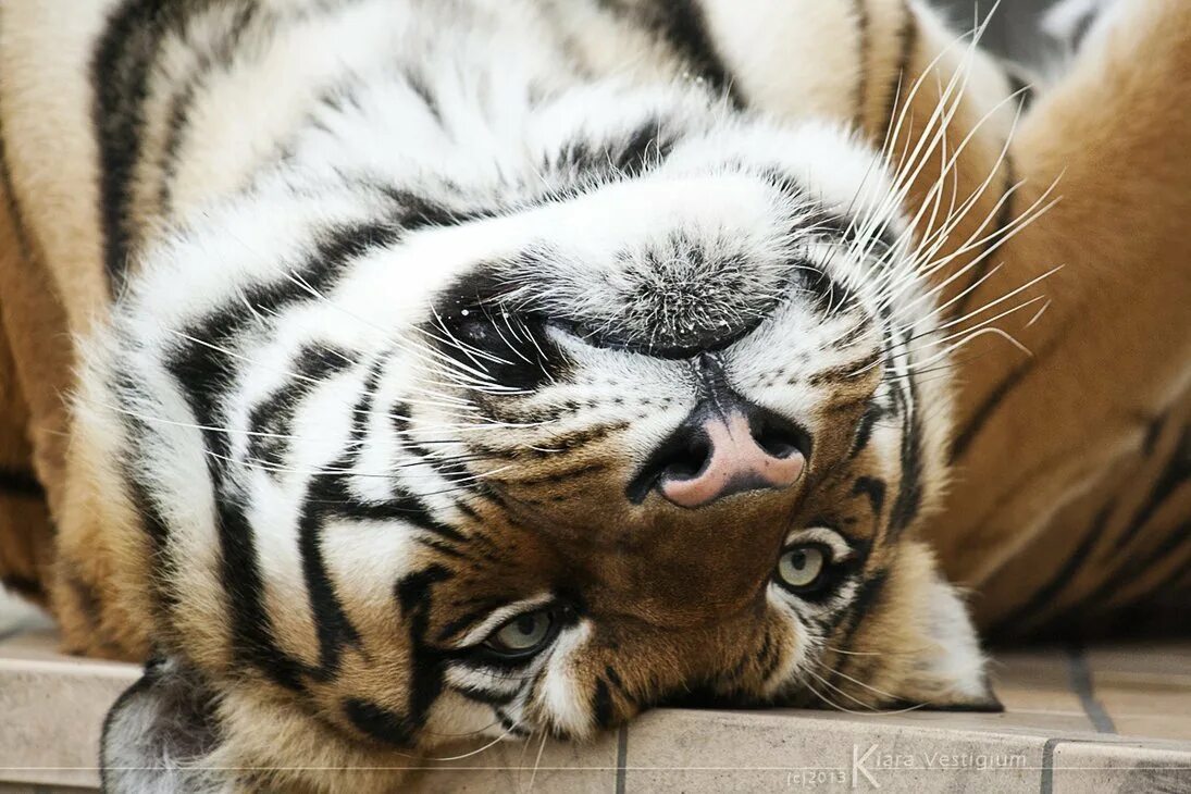 Тигр ждет. Тигр скучает. Тигр ждет. Амурский тигр. Довольный тигр.