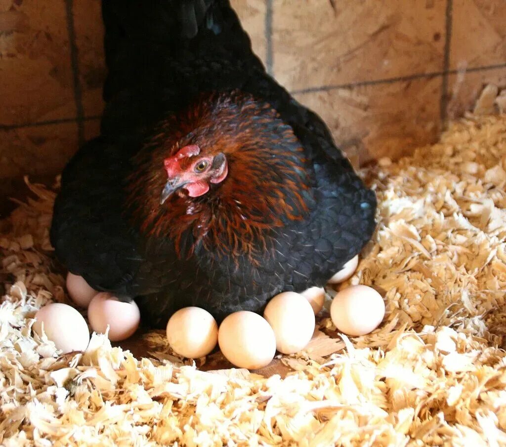 Наседка курица высиживает яйца. Курица наседка Квочка. Курочка высиживает цыплят. Курица с яйцами. Цыплята под курицей