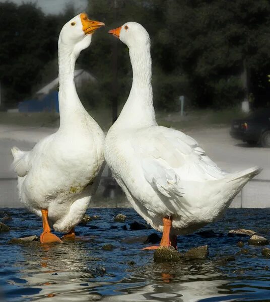 два белых гуся. два гуся. серый и белый гусь. белый гусь белый серый гусь. два гуся серый и белый.