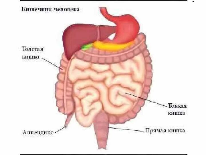 Тонкий и толстый кишечник. Тонкая кишка и толстая кишка. Прямая толстая и тонкая кишка