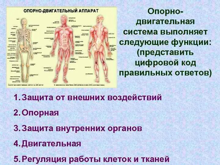 Ткань выполняющая опорную функцию организма. Опорно двигательная система выполняющая защитную функцию. Опорно-двигательный аппарат выполняет следующие функции. Регуляция работы опорно-двигательной системы. Опорно двигательная система вопросы с ответами.