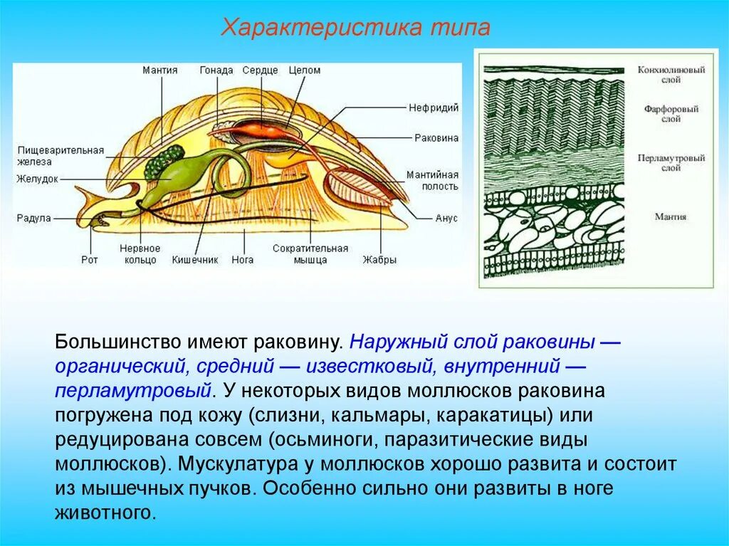 Слои раковины у моллюсков. Известковая раковина у моллюсков. Слои раковины у двустворчатых моллюсков. Редуцированная раковина у моллюсков. Тело моллюска имеет мантию