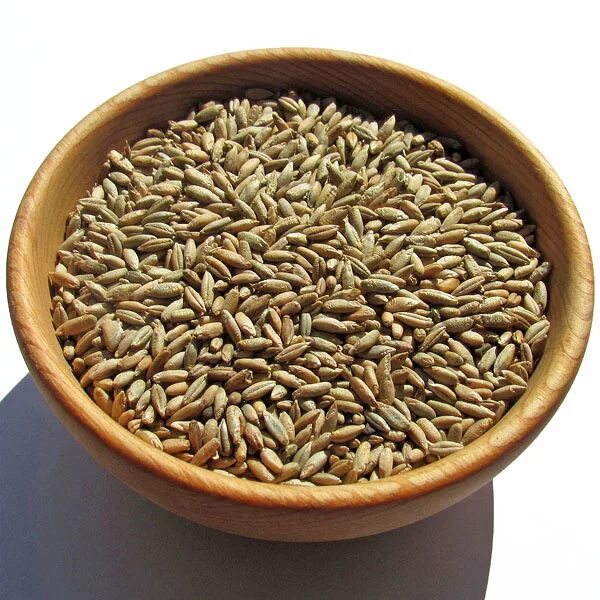 Аргентина завод соевого шрота. Зерно 31. Пшеница зерно. Безлузговое ядро подсолнечника. Хранение зерна.