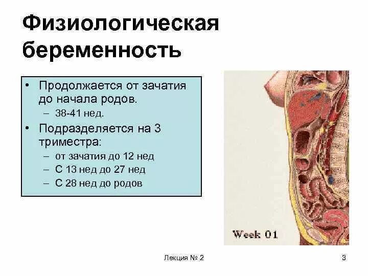 Физиологическая беременность и физиологические роды. Физиологическая беременность. Физиологическая беременность продолжается. Физиологические изменения у беременных. Физиологические изменения в организме беременной женщины.