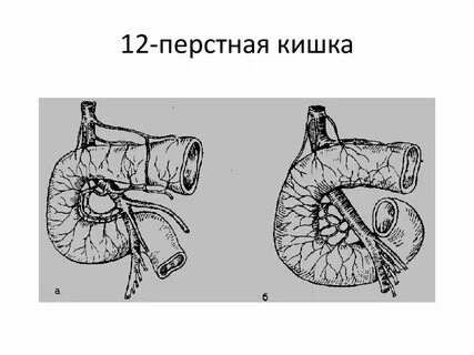 12 перстная анатомия