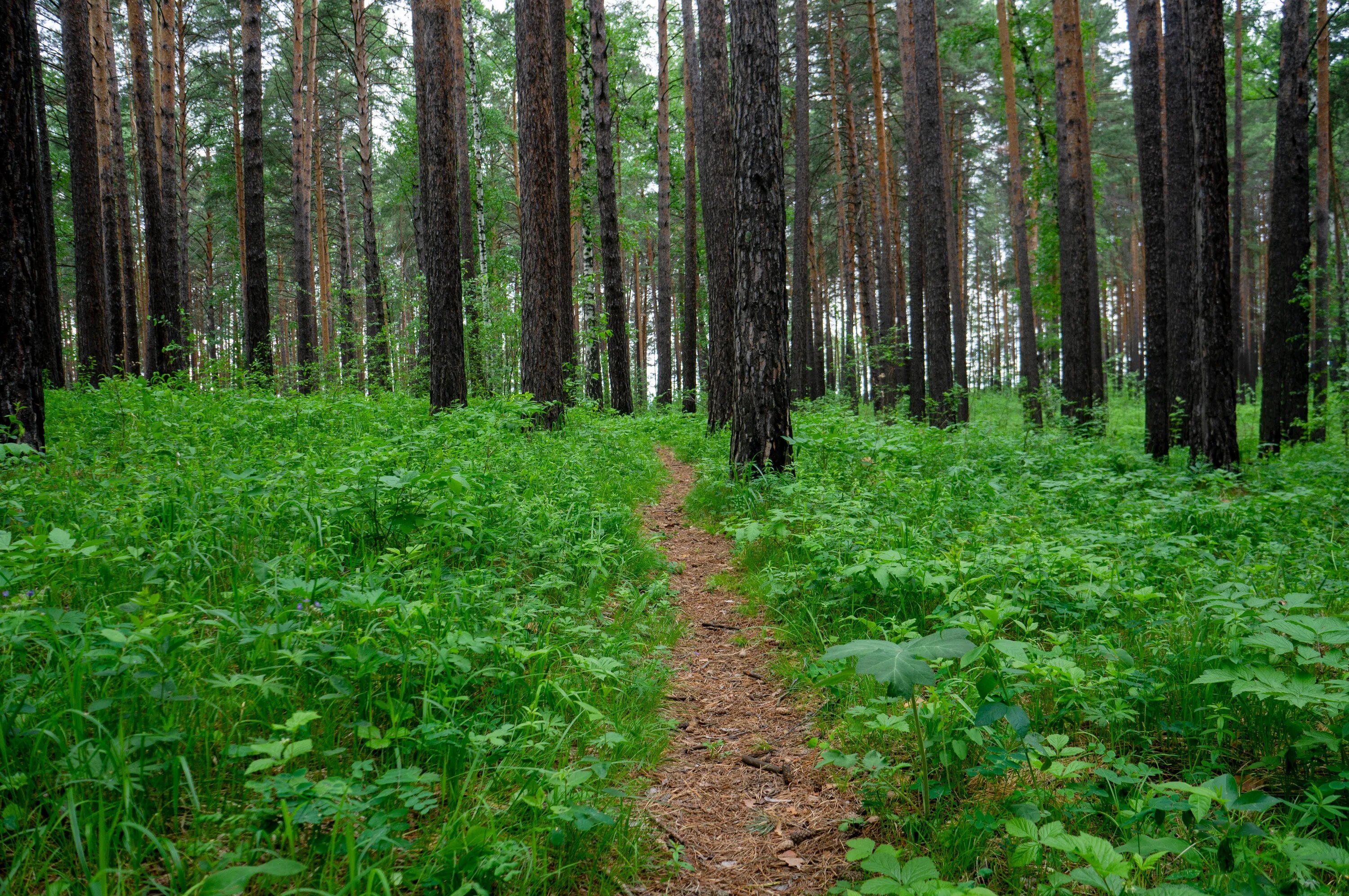 Лесная 1 новосибирск. Первые леса. Новгородская Тайга весной. Лесная 1.