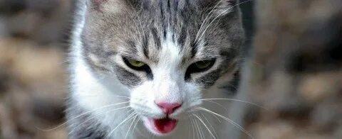 Котенок дышит ртом после игры