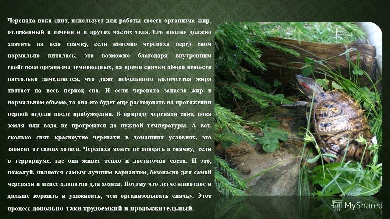 Как зимуют черепахи. Диморфизм красноухой черепахи. Презентация про красноухих черепах. Рассказ про домашнюю черепаху. Рассказ про красноухую черепаху.