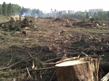 Вырубка деревьев без разрешения