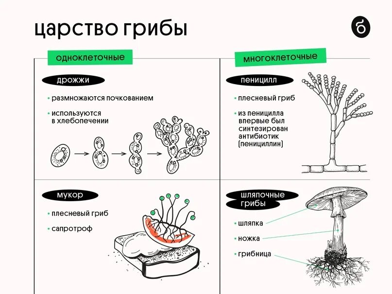 Грибы биология огэ