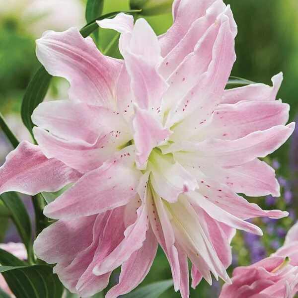 Лилия Lilium Oriental "Lotus Queen" : С2/3 Сибирские газоны - Сибирские газоны