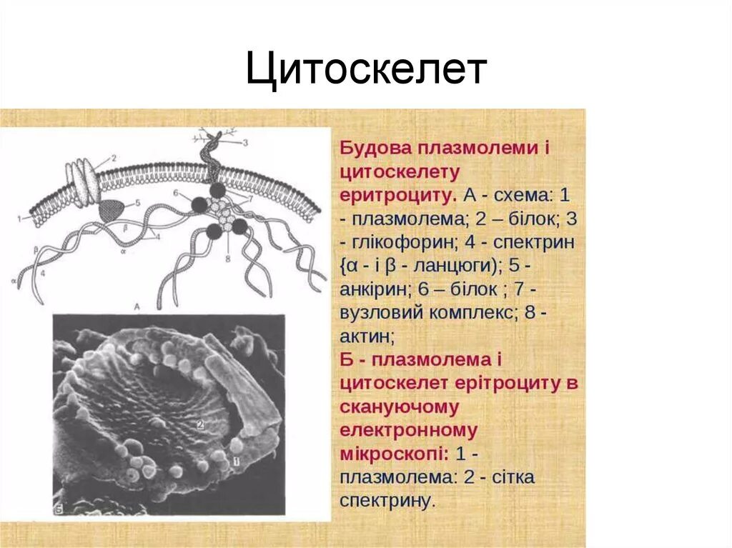 Плазмолемма эритроцита. Строение плазмолеммы и цитоскелета эритроцита. Примембранный цитоскелет. Строение цитоскелета эритроцитов. Строение плазмолеммы эритроцита.