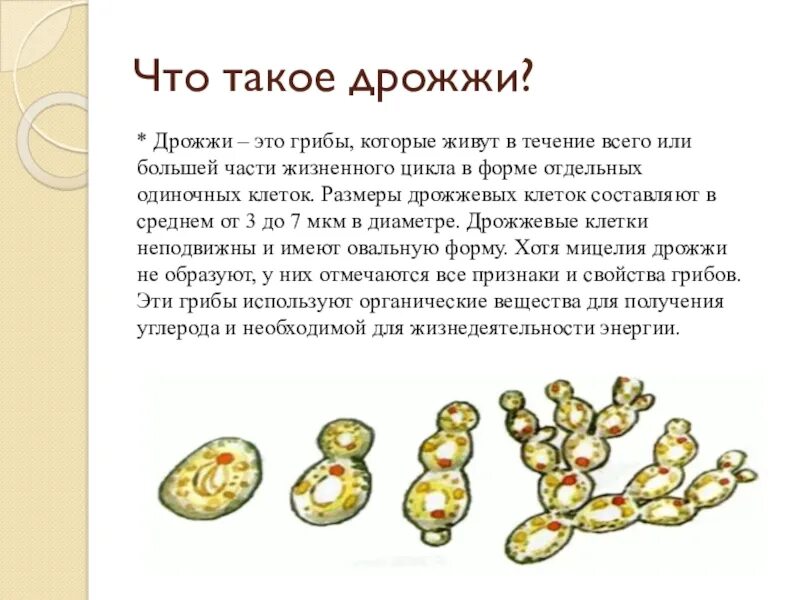 Дрожжи b и дрожжи r что. Дрожжи грибы. дрожжи биология. клетки дрожжей размер. дрожжи бактерии.