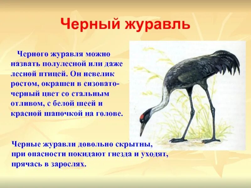 ЧЁРНЫЙ ЖУРАВЛЬ (птицы КРАСНОЙ книги) Небольшой вид чёрный журавль, гнездящийся в