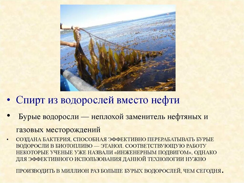 Каково значение бурых водорослей в жизни