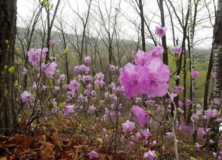 Слушать песню цветет багульник