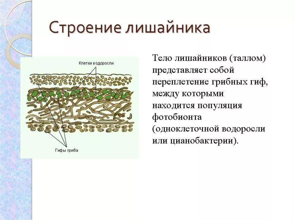 Неклеточное строение лишайника. Клеточное строение лишайника. Лишайник ягель строение. Строение слоевища лишайников. Гриб снабжает лишайник