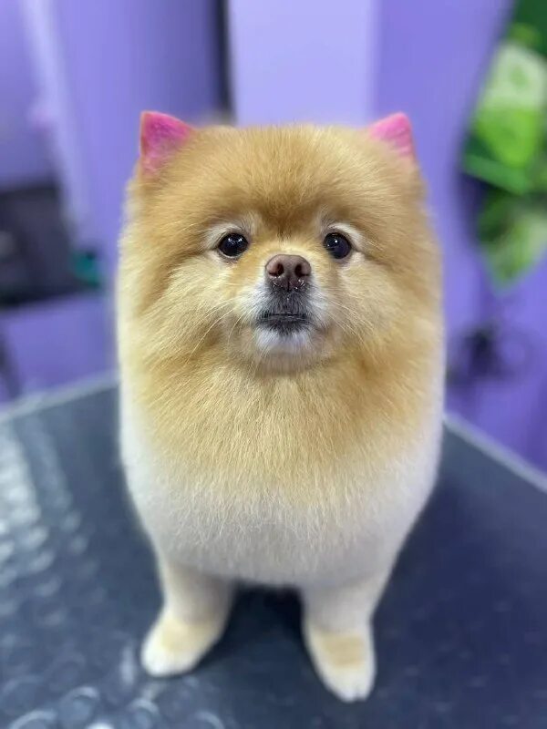 Пушистый рай бабушкино где находиться салон для собак. Пушистый рай дата выхода серий. Пушистый рай дата выхода серий. Гигантский ангорский кролик. Пушистый рай дата выхода серий.