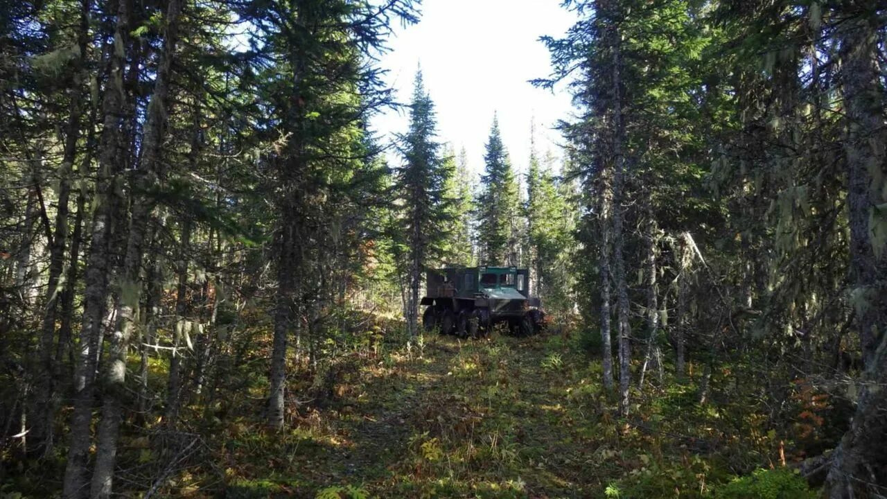 Спокойно ранним утром в глухом лесу впр. Зимовье Лыковых. Зимовье в лесу. Заимка в тайге. По тайге.