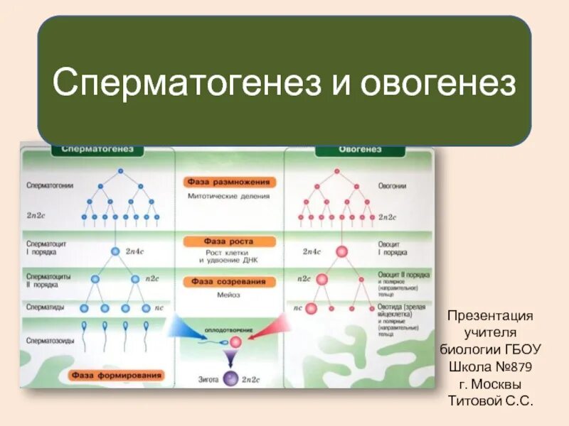 Овогенез онтогенез сперматогенез. Овогенез это в биологии 10 класс. Периоды сперматогенеза и овогенеза. Сперматогенез и овогене. Стадии гаметогенеза сперматогенеза