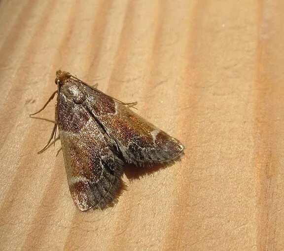 Мучная огневка Pyralis farinalis личинки. Платяная моль (Tineola bisselliella). Бабочки моли коричневая. Моль моль моль ядовитая букашка.