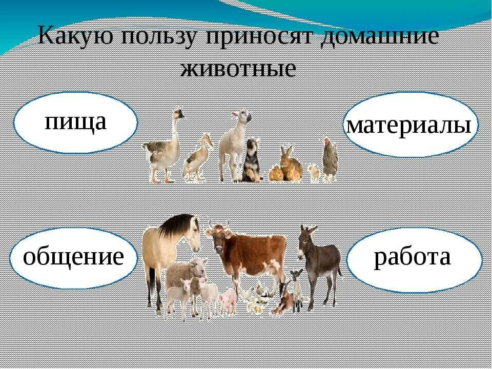 Какую пользу приносят животные людям. Какую пользу приносят животные. домашние животные польза. польза животных для человека.