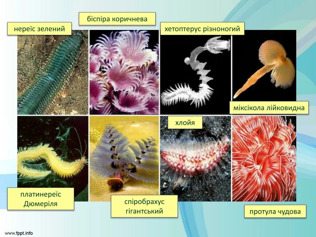 Кольчатые черви примеры животных названия. Многощетинковые черви представители. Многощетинковые черви п. Представили многощетинковых червей. Представители многощетинковых кольчатых червей.