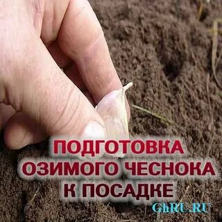 Выращивание озимого чеснока в открытом