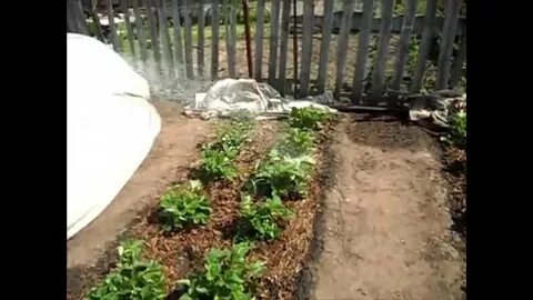 Как подкормить клубнику куриным пометом весной