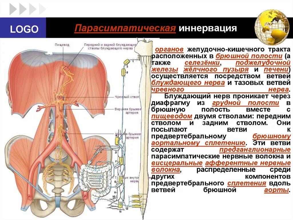 Иннервация органов брюшной полости. Парасимпатическая иннервация органов брюшной полости. Иннервация грудной и брюшной полости. Вегетативная иннервация органов брюшной полости. Иннервация блуждающего нерва