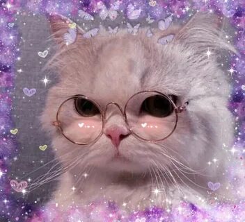 Котик гато
