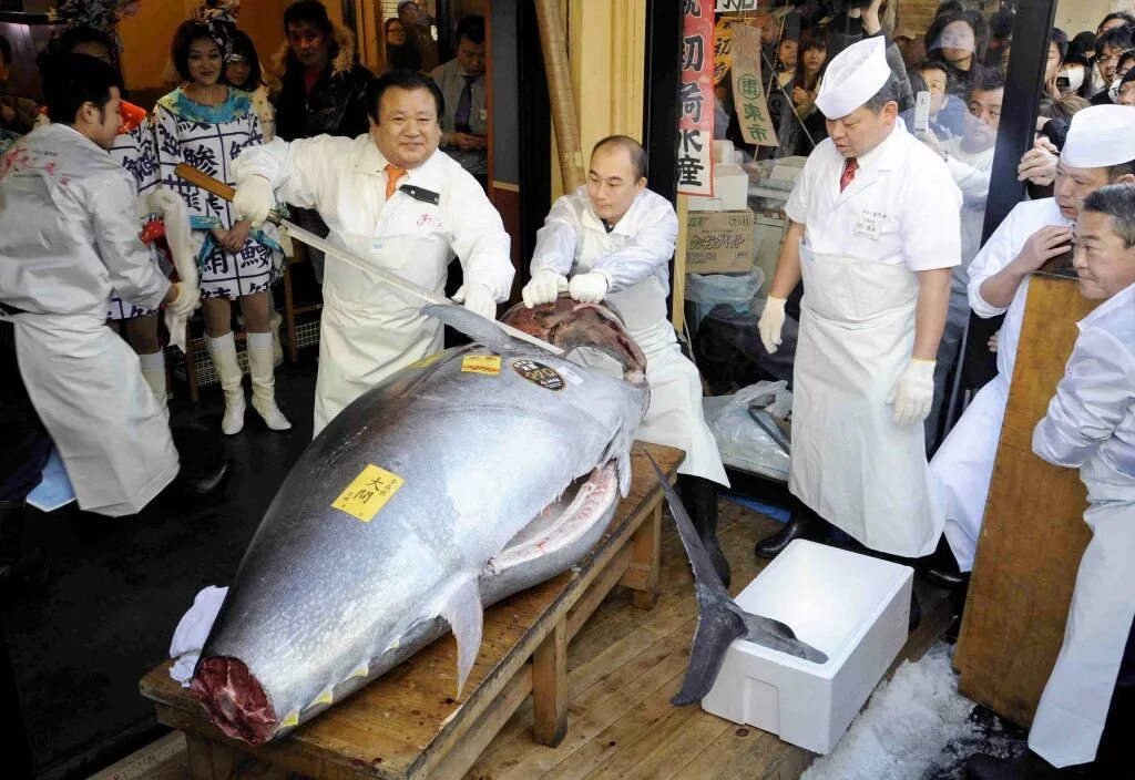 Всемирный день тунца 2 мая. Дорогая рыба. Самая дорогая рыба в Японии.