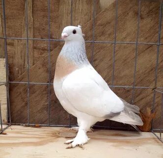 Pigeon silver