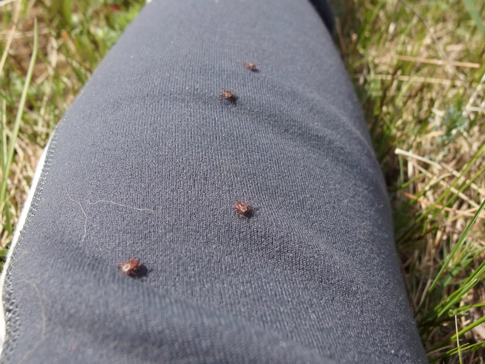 Мужская грудь через футболку. Рожистое воспаление бедра. Укус через одежду. Надоедливый комар. Мужская грудь в майке.