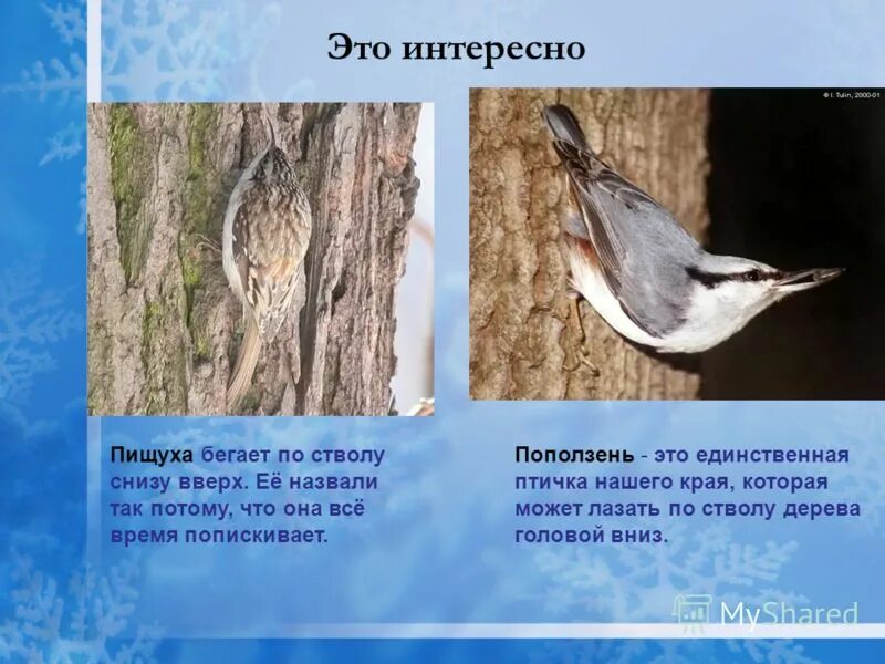 Поползень перелетная. Почему поползня так назвали. Поползень птица описание. Сообщение о поползне. Птица поползень кемеровской области.