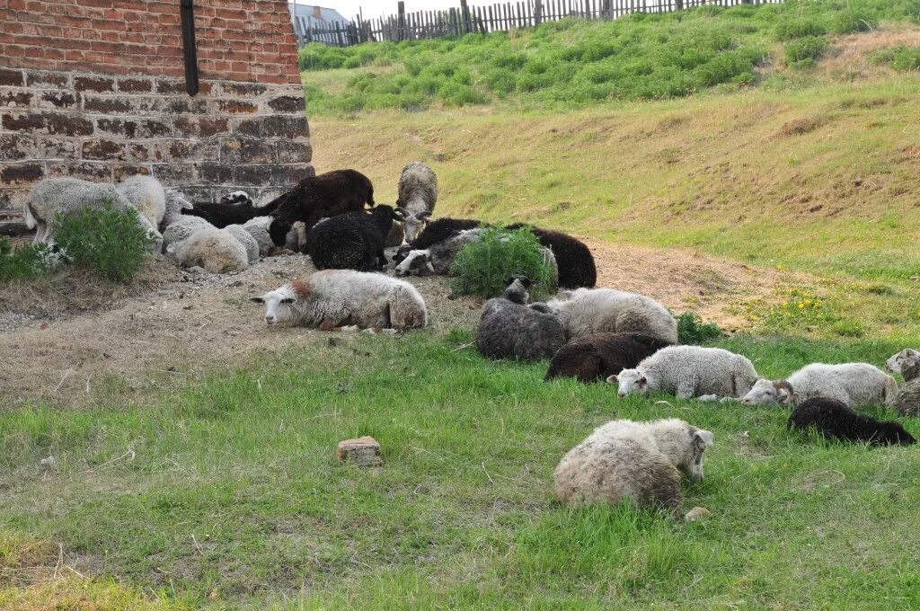 Погода камышет нижнеудинский район. Деревня Камышет. Камышет.