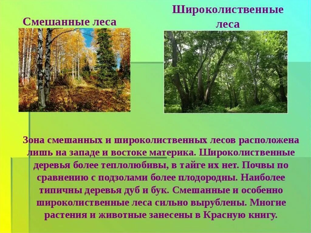 Типичный внешний облик леса. Природная зона широколиственных лесов 4 класс. Смешанные леса и широколиственные леса России. Зона лесов смешанные широколиственные. Природная зона широколиственные леса климат.