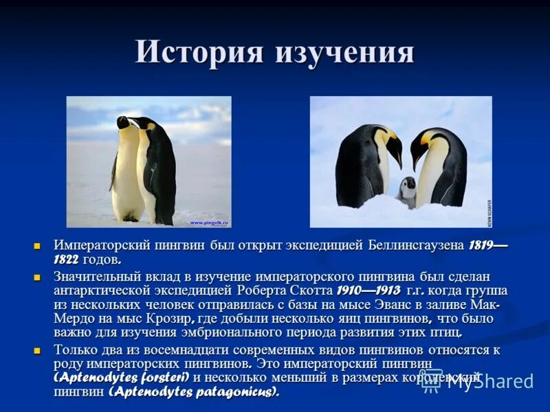 Программа выводит пингвинов. Сведения о пингвинах. Пингвин приложение. Программа выводит пингвинов. Программа выводит пингвинов.