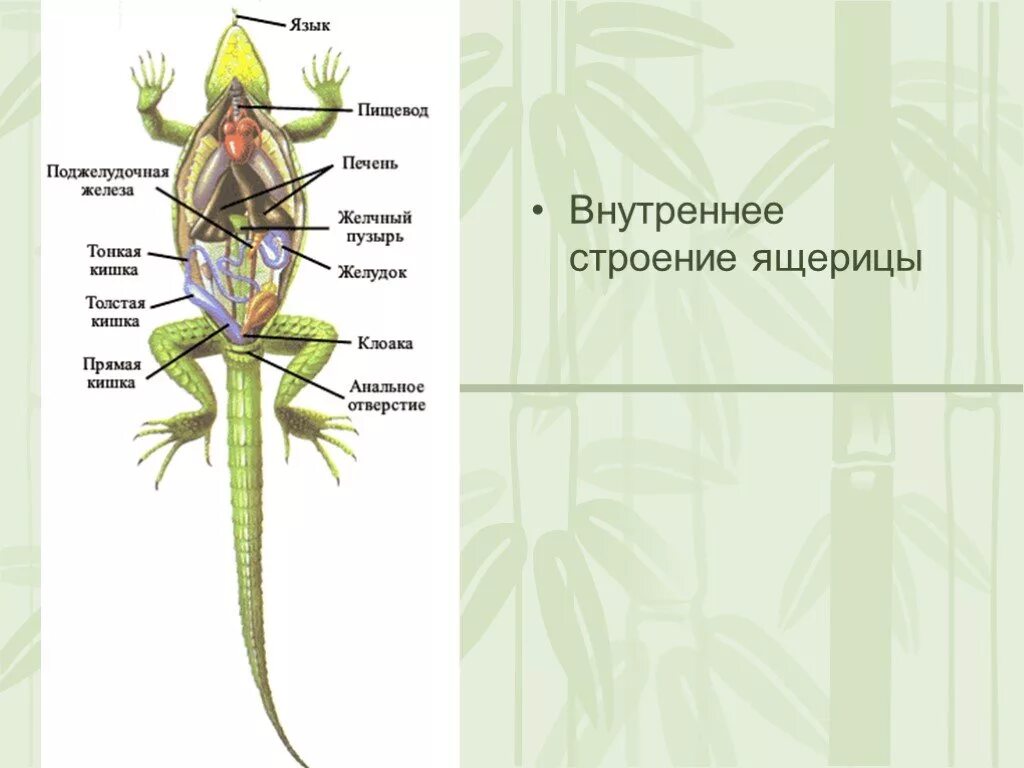 Внутреннее строение ящерицы. Внутренстроение ящерицы. Внутреннее строение ящери. Внутрен стрленре ящерицы.