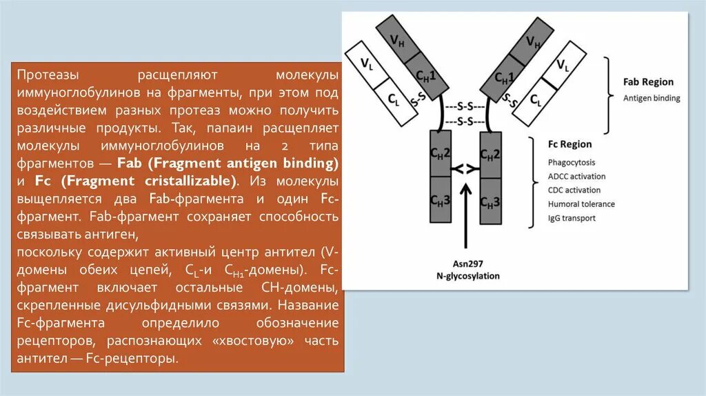 Фрагменты иммуноглобулинов. Активный центр антитела. FC фрагмент иммуноглобулина. Активный центр иммуноглобулина это.