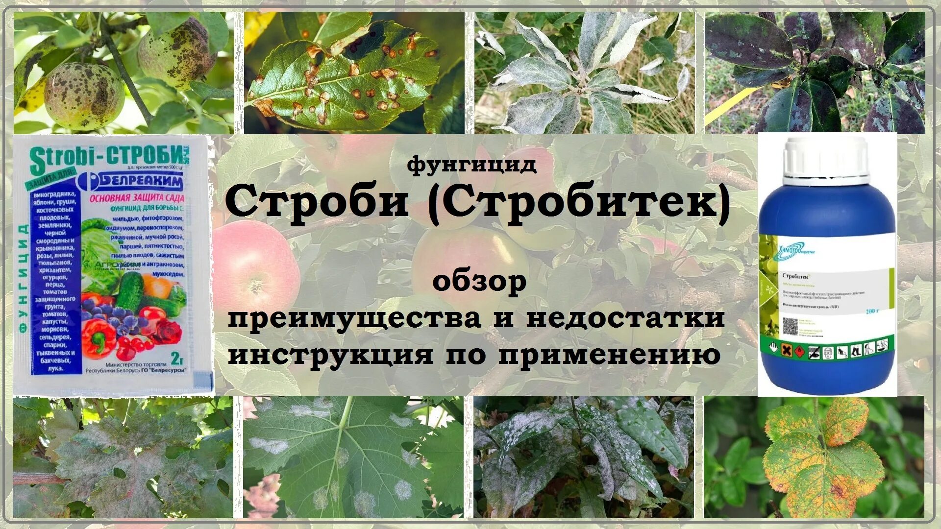 Фунгицид стробитек. Стробитек фунгицид. препарат строби. стробитек фунгицид инструкция. стробитек фунгицид инструкция по применению.