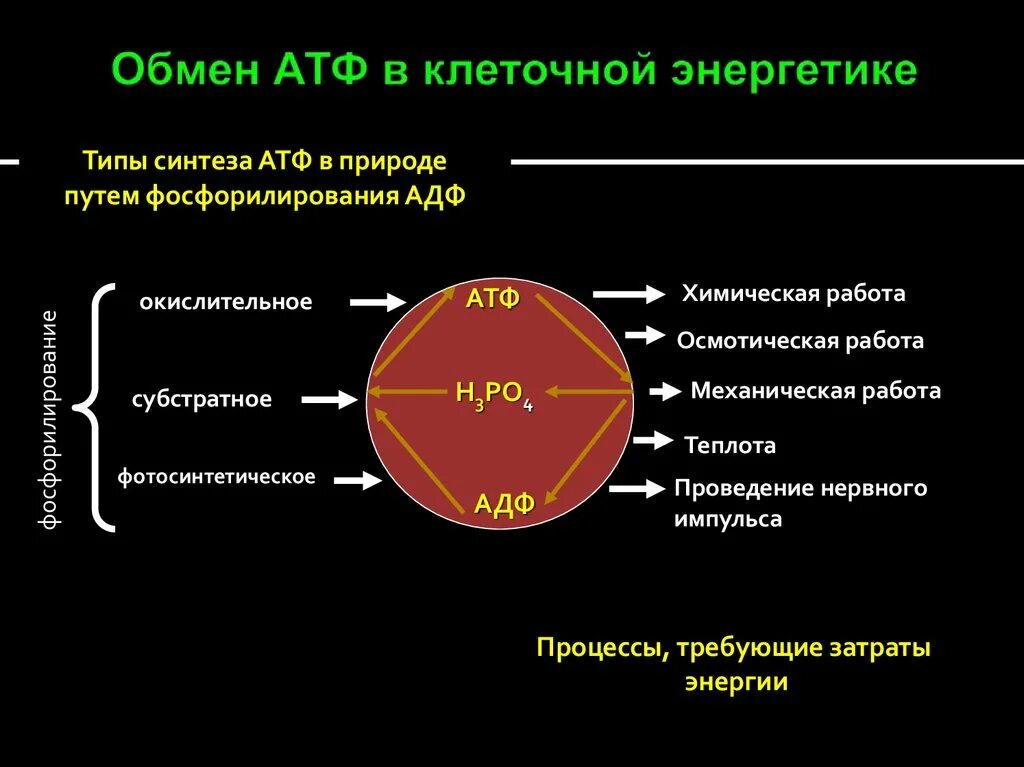 Атф аккумулирует энергию. Образование АТФ В клетках. Клеточные процессы требующие затрат энергии АТФ.