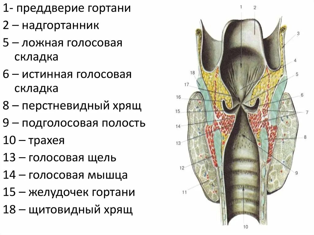 Складки преддверия гортани анатомия. Анатомия гортани: отделы, складки, голосовая щель. Иннервация гортани.. Полость гортани голосовая щель. Полость гортани анатомия строение.