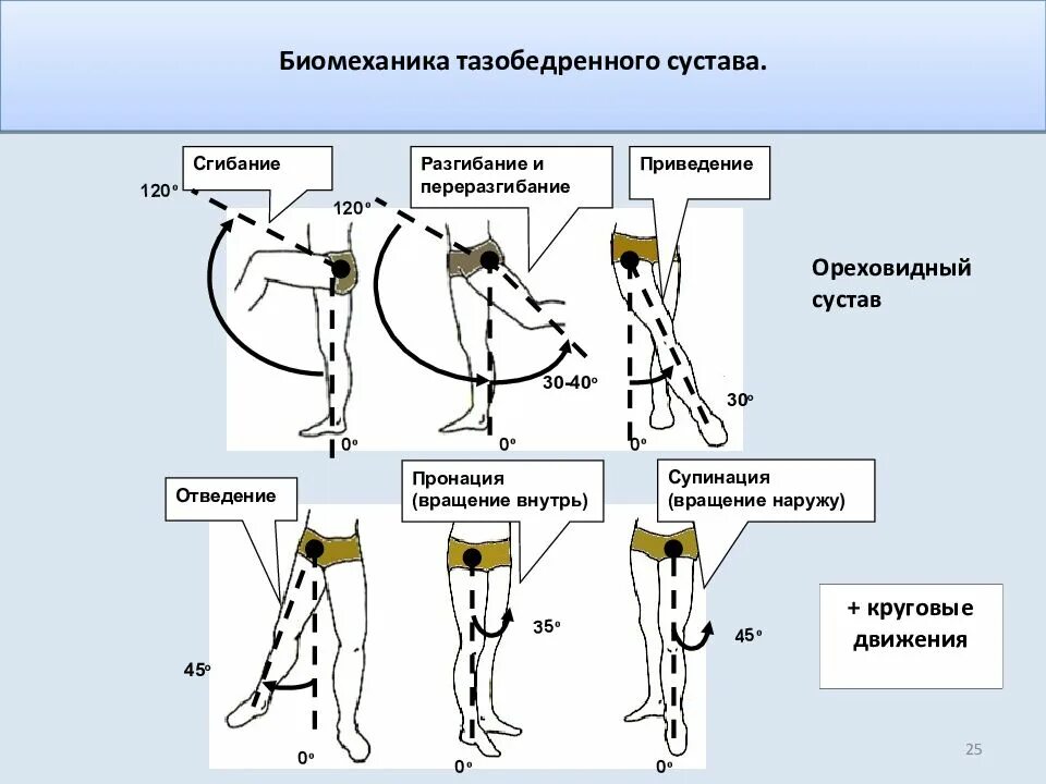 Максимальные движения суставов. Оси вращения тазобедренного сустава. Сгибание разгибание отведение тазобедренного. Тазобедренный сустав биомеханическая характеристика. Тазобедренныйсустаы оси движения.