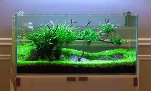 Plant aqua