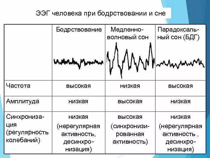 Частота ээг. Десинхронизация ритма ЭЭГ это. ЭЭГ при бодрствовании. Физиология сна и бодрствования. Реакция десинхронизации на ЭЭГ.