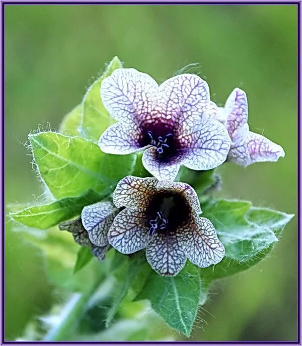 Австралийский полоз. Черная ехидна змея откладывает яйца. Ядовитая австралийская змея 6 букв сканворд ехидна. Рогатая куфия. Содержится в яде змеи 6 букв.