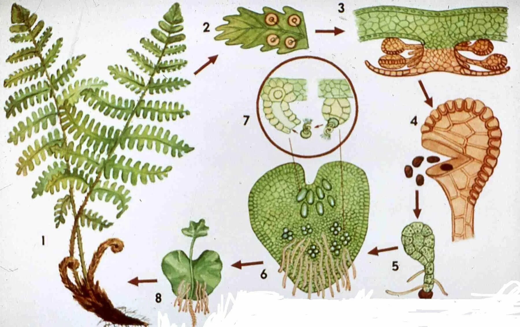 Жизненный процесс папоротника