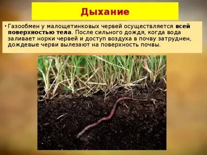 Чем дышит дождевой червь